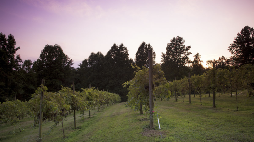 Romantic Bed & Breakfasts For Wine Lovers In Virginia