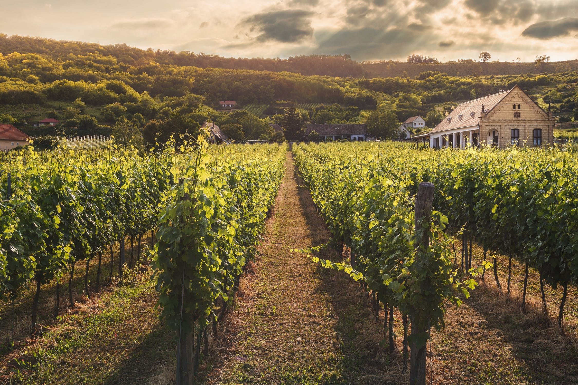 best Virginia wine trails with maps