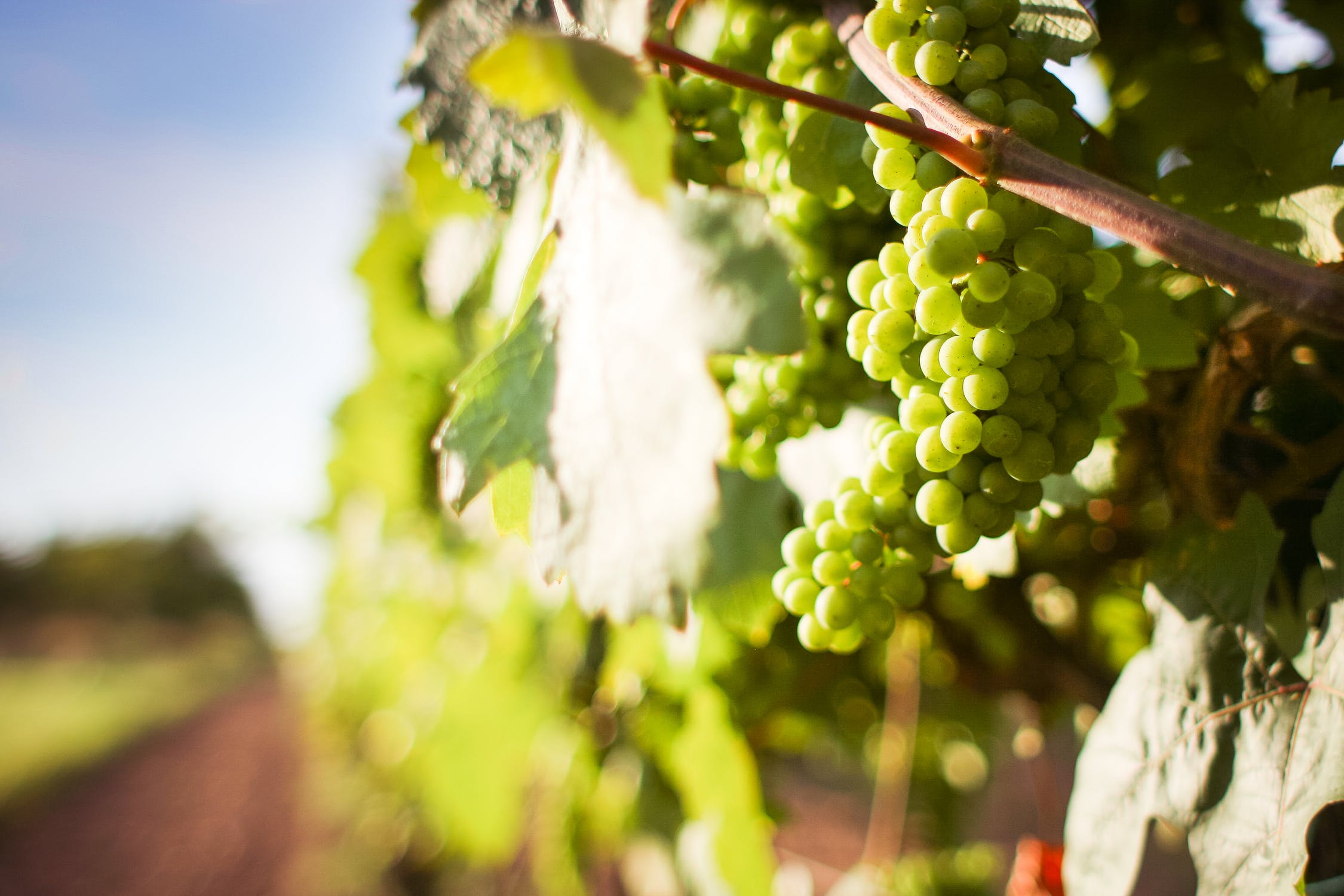 list of vineyards, Virginia wineries, VA wines